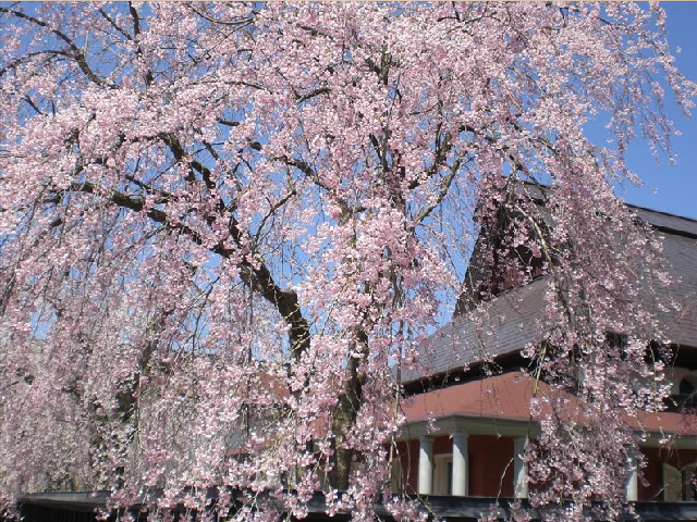 春：樱花的胜地“角馆”