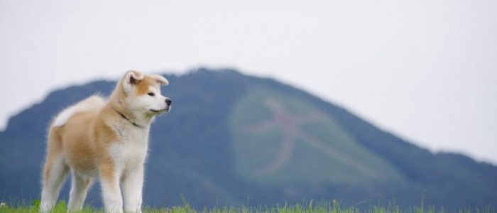 大館-秋田犬